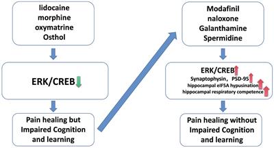 Mechanism of ERK/CREB pathway in pain and analgesia